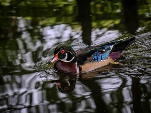 Превью обои каролинская утка, утка, птица, пруд, вода