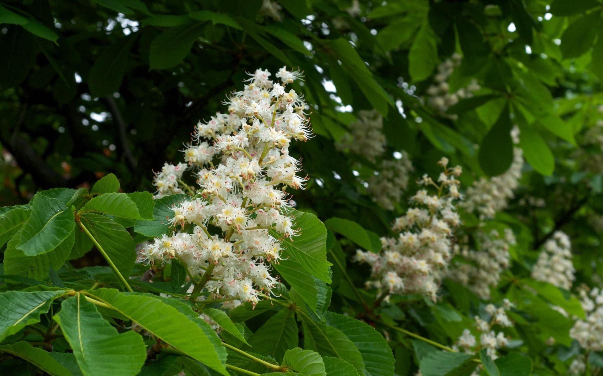 Каштан конский дерево. Каштан конский (Aesculus). Каштан конский мелкоцветковый. Каштан дерево восьмитычинковый.