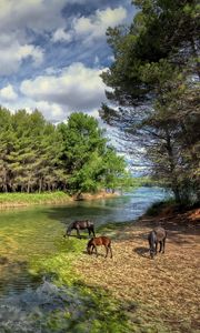 Превью обои кастельон, валенсия, испания, река, лес, лошади