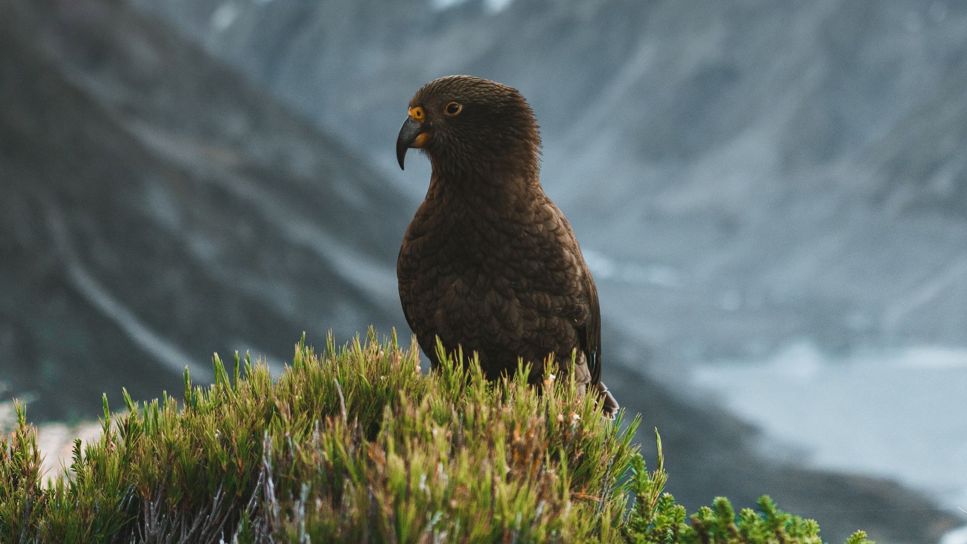 Bird Mountain Ts