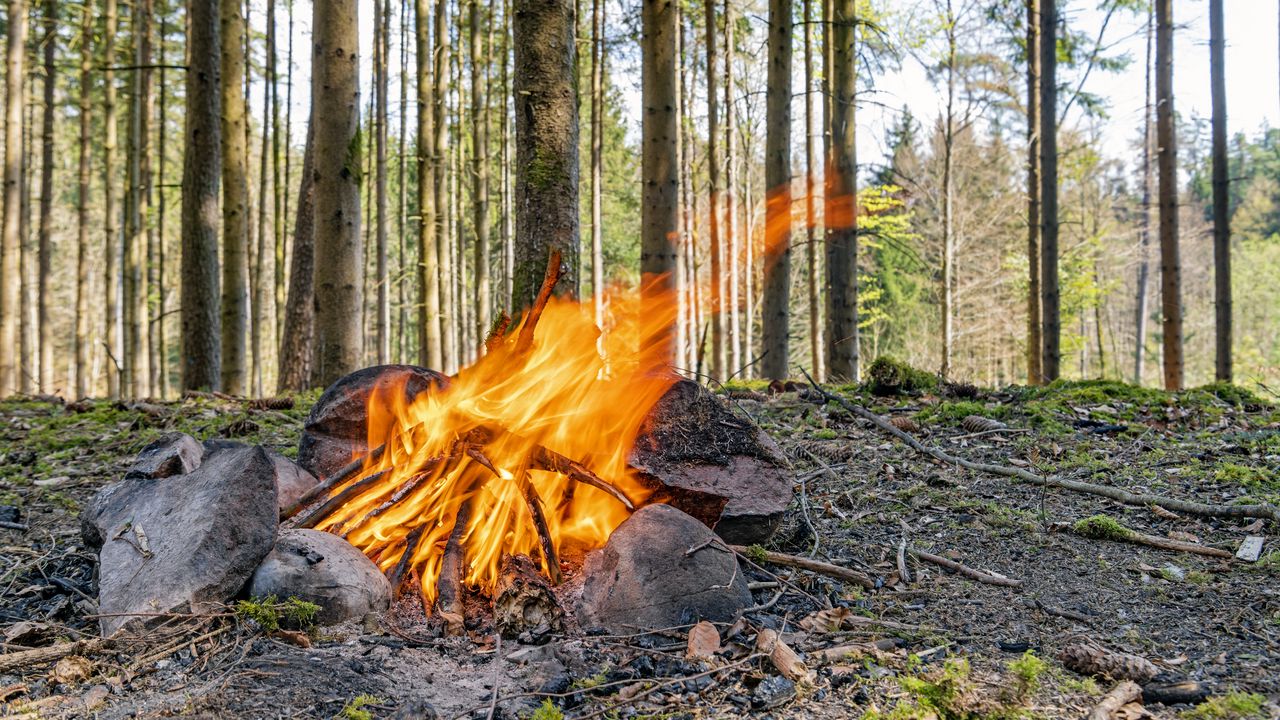 Обои кемпинг, костер, дрова, пламя, лес, деревья