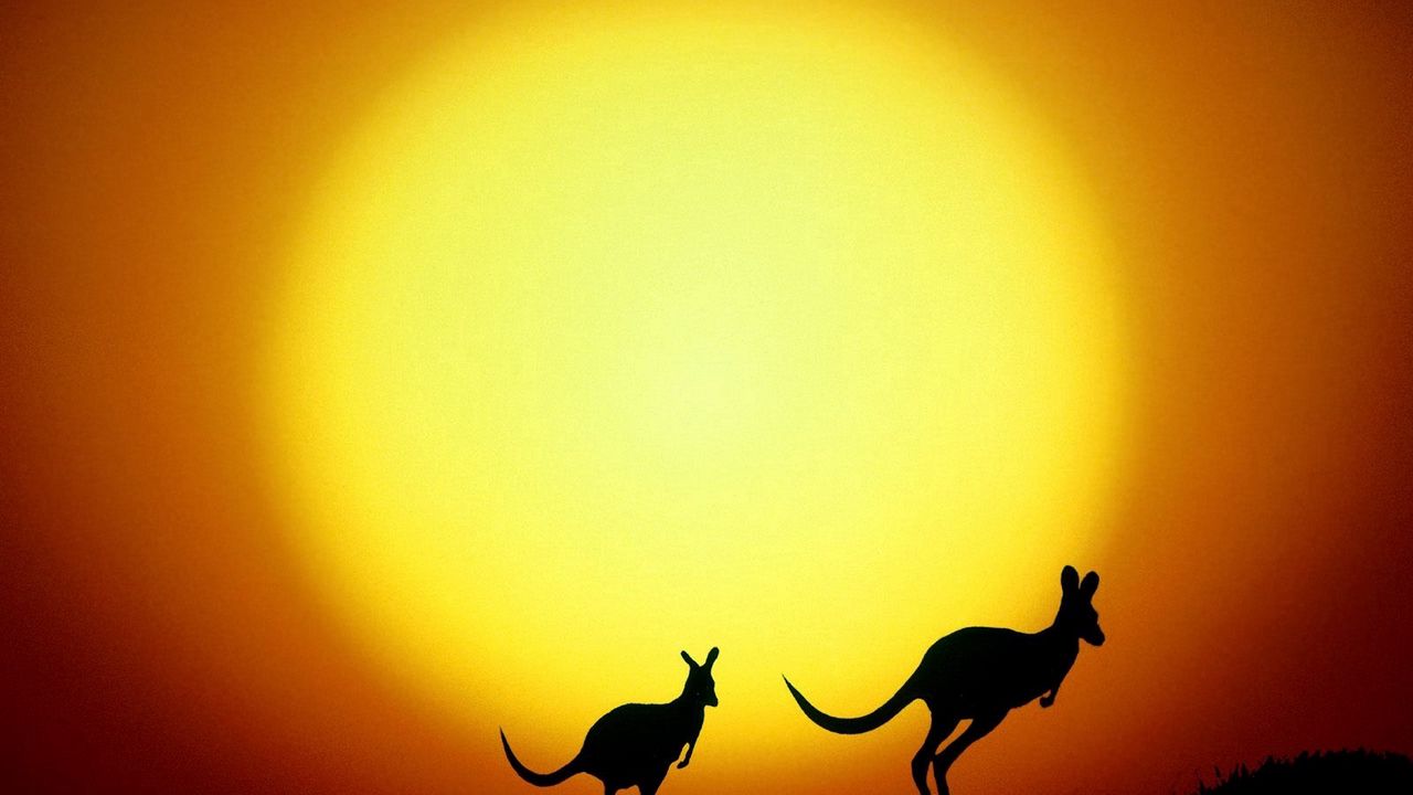 Обои кенгуру, австралия, закат, вечер, силуэты