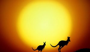 Превью обои кенгуру, австралия, закат, вечер, силуэты