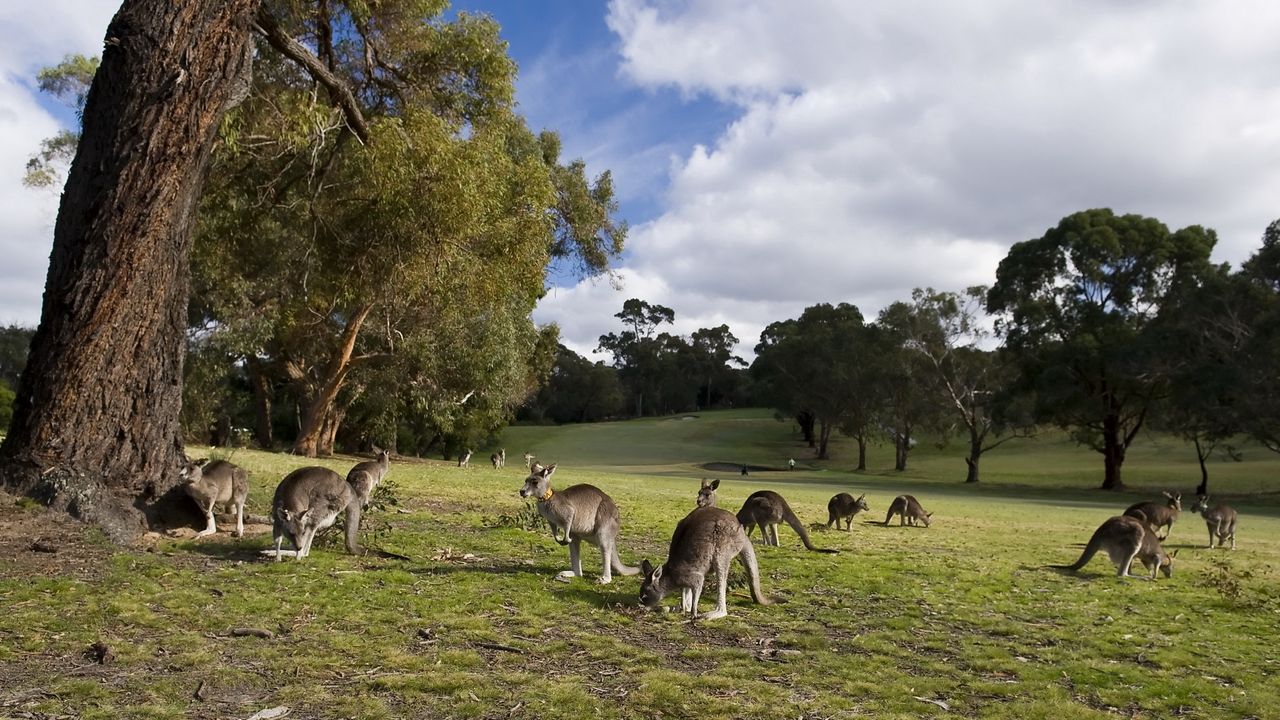Обои кенгуру, множество, прогулка, трава, деревья