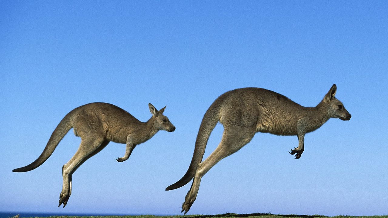 Обои кенгуру, пара, поле, трава, небо, прыжок