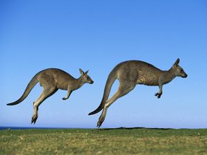 Превью обои кенгуру, пара, поле, трава, небо, прыжок