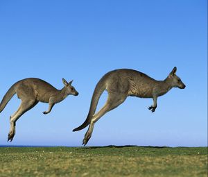 Превью обои кенгуру, пара, поле, трава, небо, прыжок