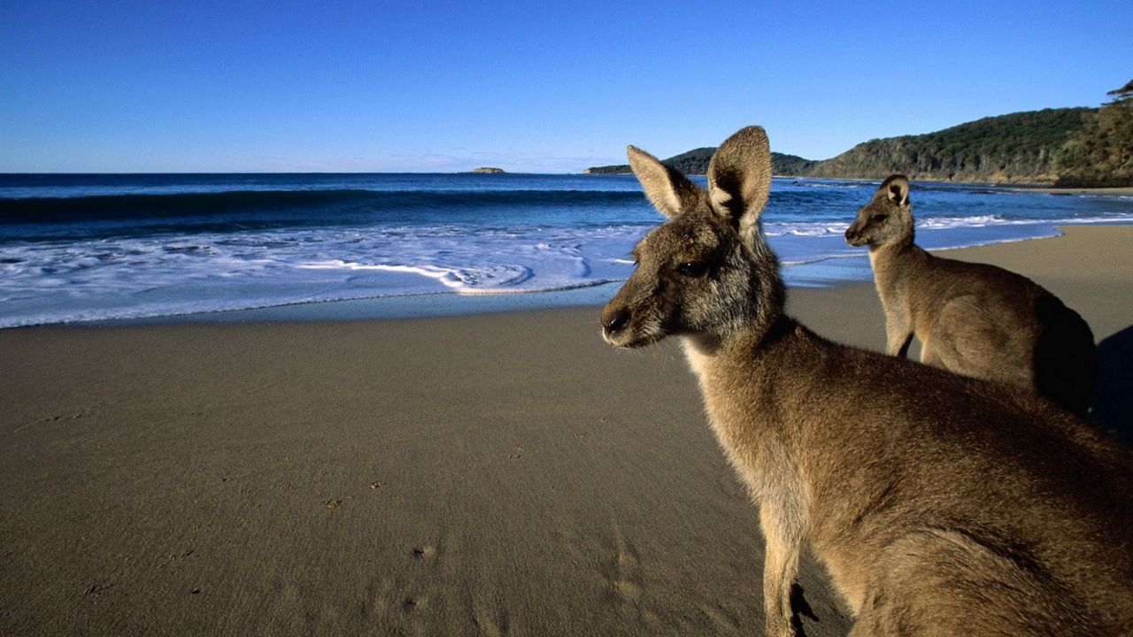 Обои кенгуру, прыгуны, красивые, глаза, пляж, горы, песок, вода, шерсть
