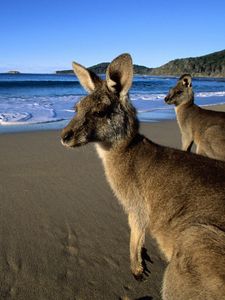Превью обои кенгуру, прыгуны, красивые, глаза, пляж, горы, песок, вода, шерсть