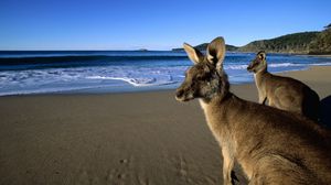 Превью обои кенгуру, прыгуны, красивые, глаза, пляж, горы, песок, вода, шерсть