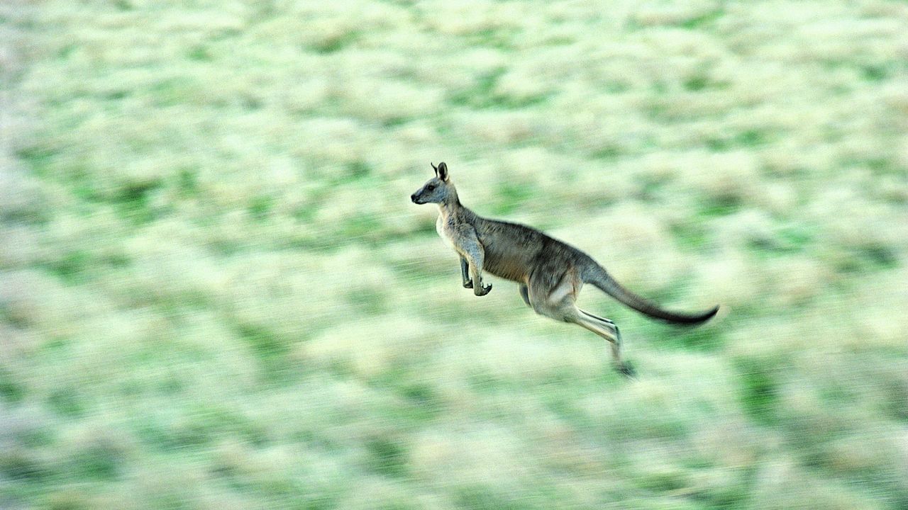 Обои кенгуру, скорость, прыжок