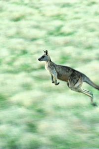 Превью обои кенгуру, скорость, прыжок
