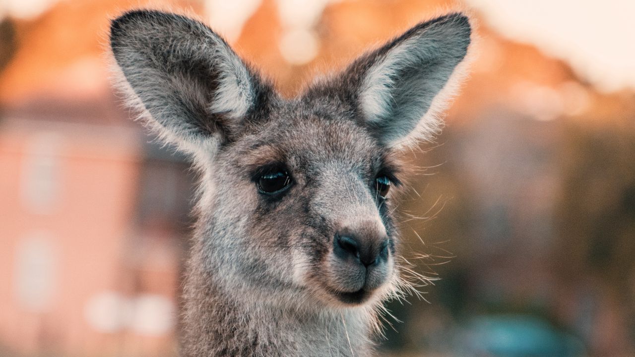 Обои кенгуру, уши, взгляд, милый, австралия