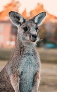 Превью обои кенгуру, уши, взгляд, милый, австралия