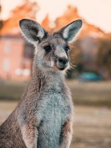 Превью обои кенгуру, уши, взгляд, милый, австралия