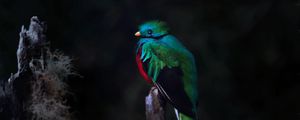 Превью обои кетцаль, птица, дикая природа, темный