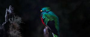 Превью обои кетцаль, птица, дикая природа, темный