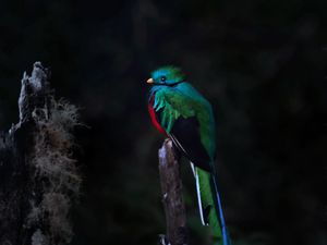 Превью обои кетцаль, птица, дикая природа, темный