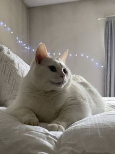Превью обои king duncan, толстый кот, кот, взгляд, питомец, белый
