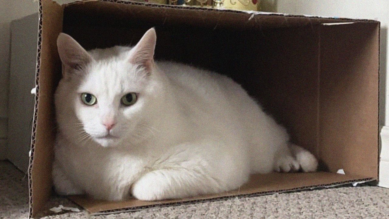 Обои king duncan, толстый кот, кот, король, корона, забавный