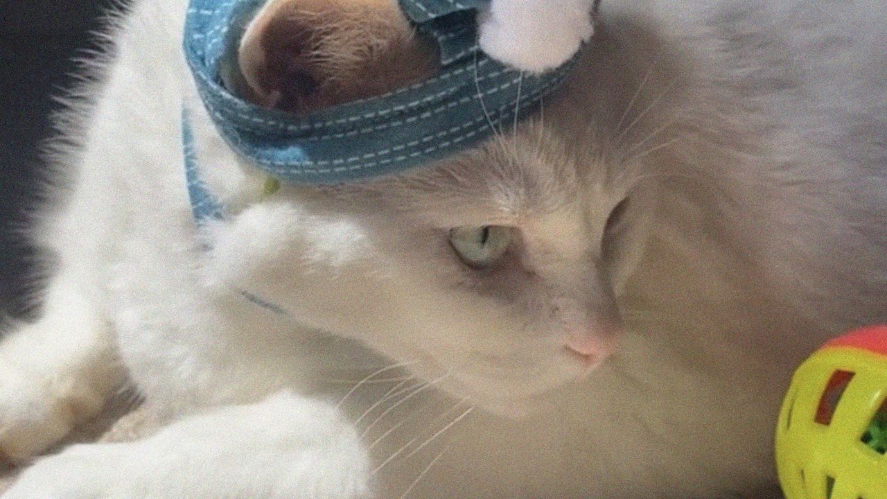 Обои king duncan, толстый кот, кот, шапочка, питомец, забавный