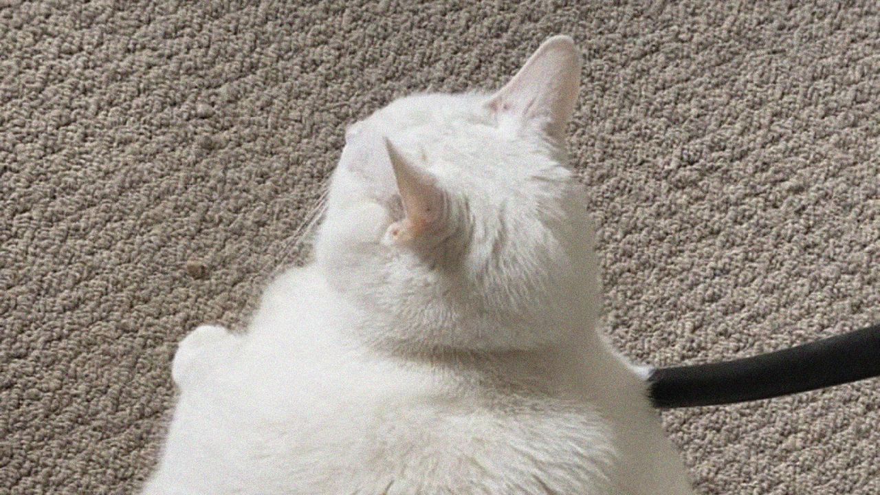 Обои king duncan, толстый кот, кот, белый