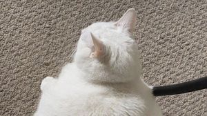 Превью обои king duncan, толстый кот, кот, белый
