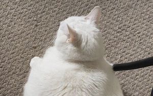 Превью обои king duncan, толстый кот, кот, белый