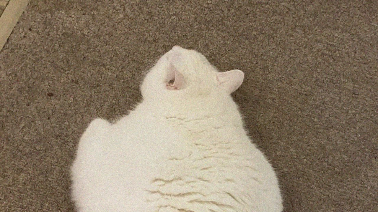 Обои king duncan, толстый кот, кот, белый, питомец