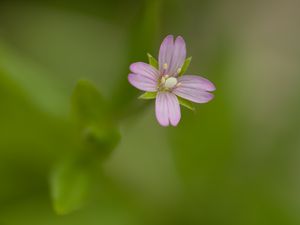 Превью обои кипрей, цветок, лепестки, макро