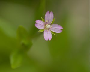 Превью обои кипрей, цветок, лепестки, макро