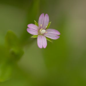 Превью обои кипрей, цветок, лепестки, макро