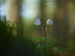 Превью обои кислица, лепестки, цветы, блюр