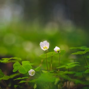 Превью обои кислица, лепестки, цветы листья, размытие