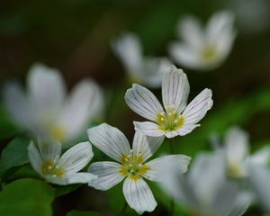 Превью обои кислица обыкновенная, лепестки, цветы, макро, белый