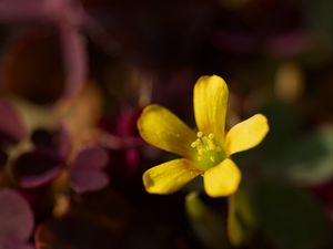 Превью обои кислица, оксалис, цветок, лепестки, макро, желтый