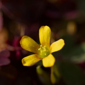 Превью обои кислица, оксалис, цветок, лепестки, макро, желтый