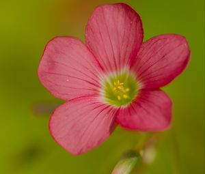 Превью обои кислица, цветок, лепестки, розовый, макро