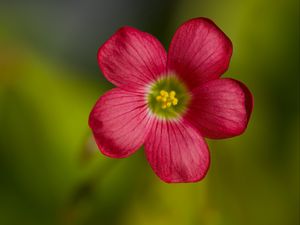 Превью обои кислица, цветок, лепестки, макро, красный
