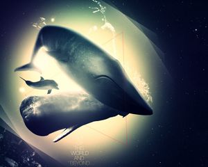 Превью обои кит, дельфин, бездна, свет, тень