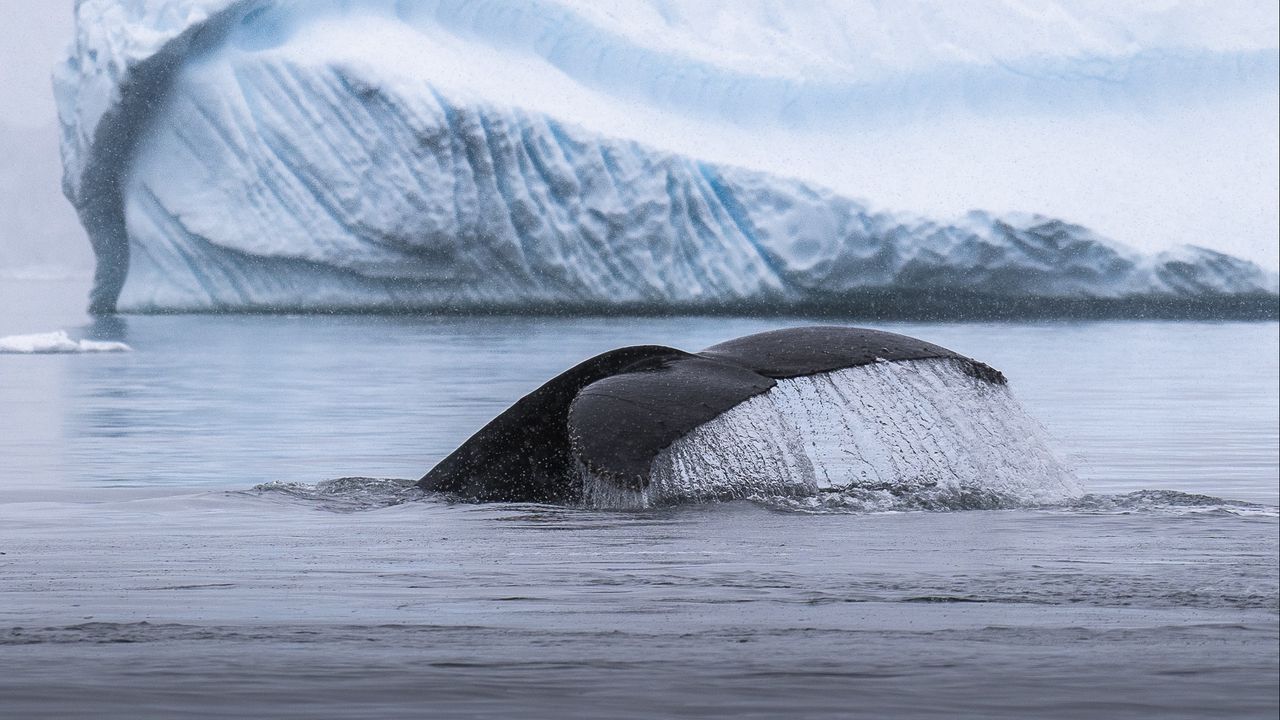 Обои кит, хвост, брызги, лед, айсберг