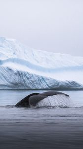 Превью обои кит, хвост, брызги, лед, айсберг