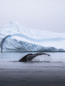 Превью обои кит, хвост, брызги, лед, айсберг