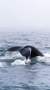 Превью обои кит, хвост, море, животное, горизонт