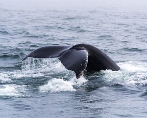 Превью обои кит, хвост, море, животное, горизонт