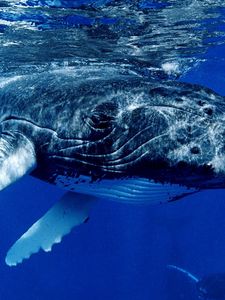 Превью обои кит, океан, вода, поверхность, плавники