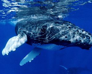 Превью обои кит, океан, вода, поверхность, плавники