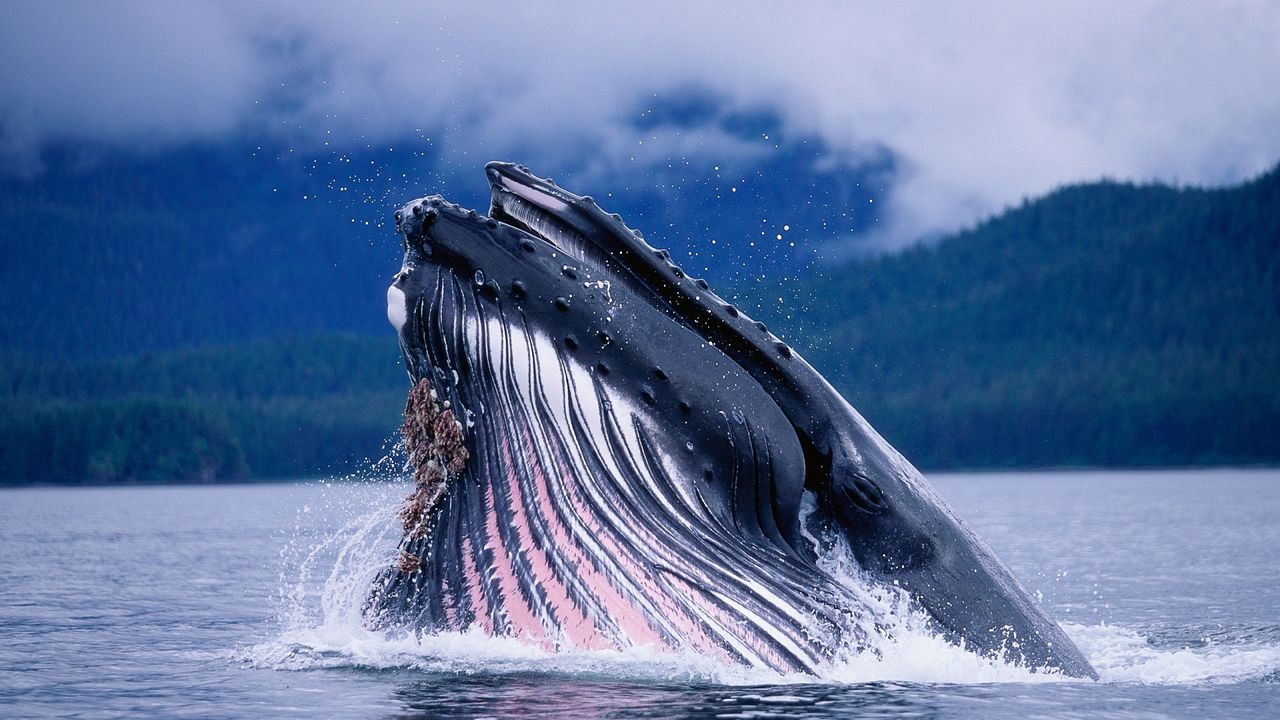 Обои кит, вода, волны