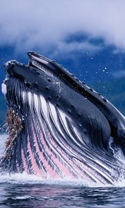 Превью обои кит, вода, волны
