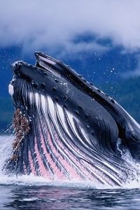 Превью обои кит, вода, волны